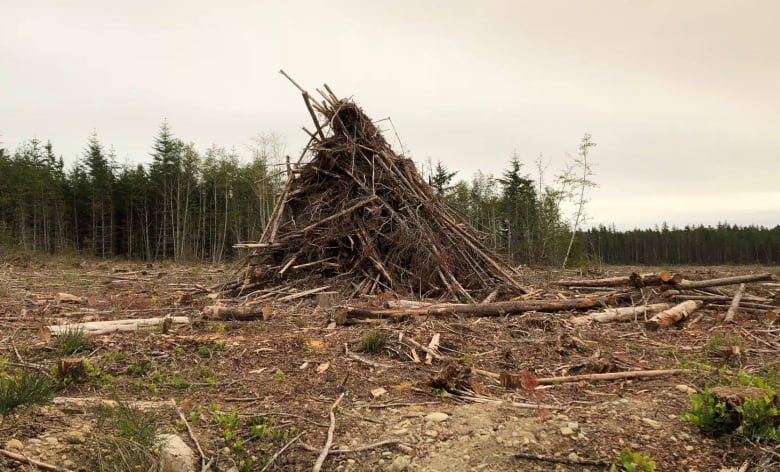 A pile of logs on a patch of clear-cut ground. 