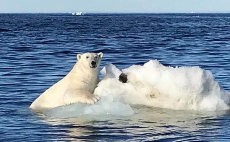 A polar bear holds onto a small iceberg with snow. 