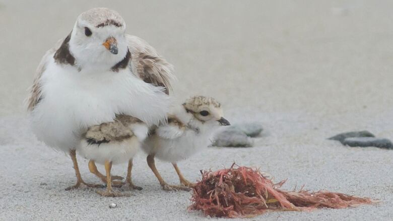 There are fewer than 50 breeding pairs of Piping Plovers in Nova Scotia