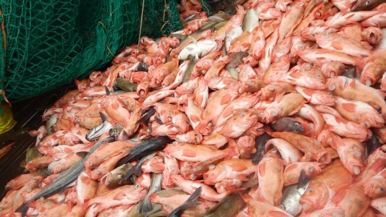 An abundance of redfish in the Gulf of St. Lawrence