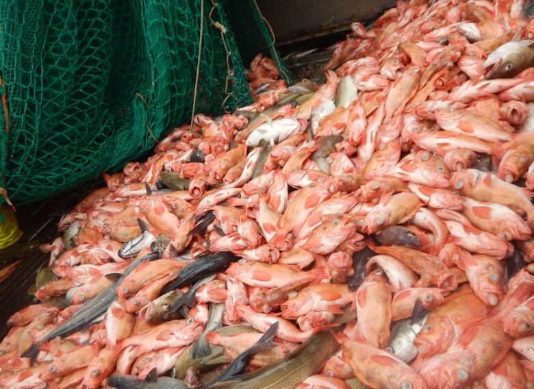 An abundance of redfish in the Gulf of St. Lawrence