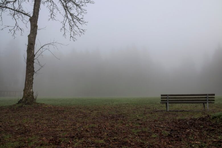 A bench is pictured next to a foggy tree with nothing else visible due to heavy fog. 