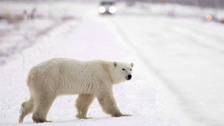 A polar bear walks on a snowy road.