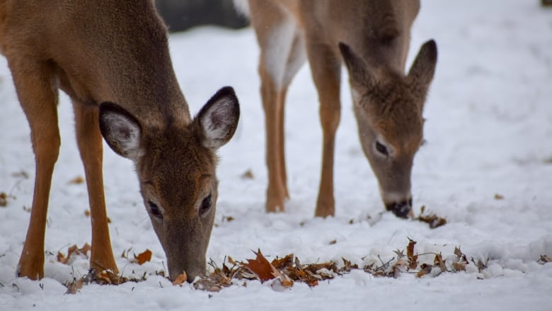 Two deer graze in the snow.