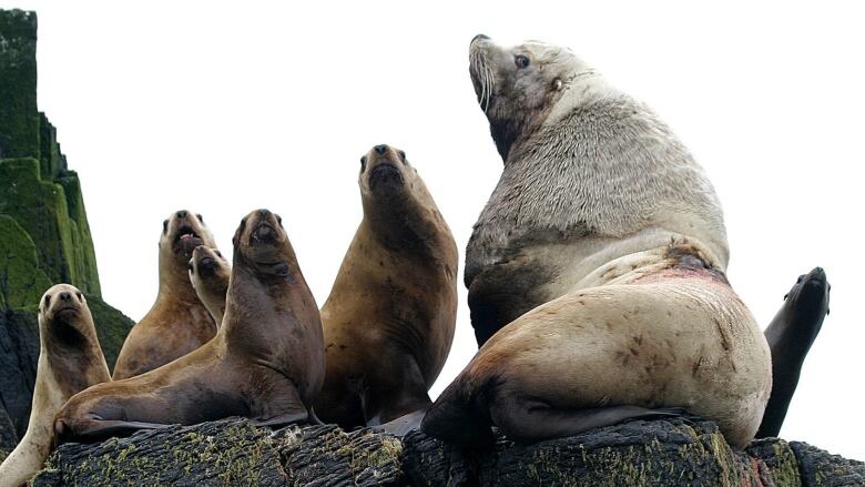 A group of sea lions on rocks.