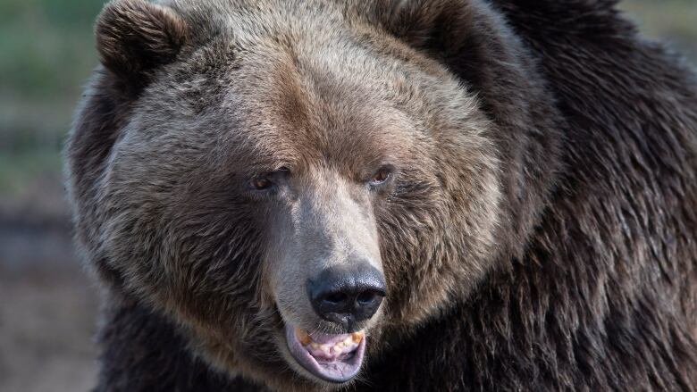 A close-up of a grizzly bear. 