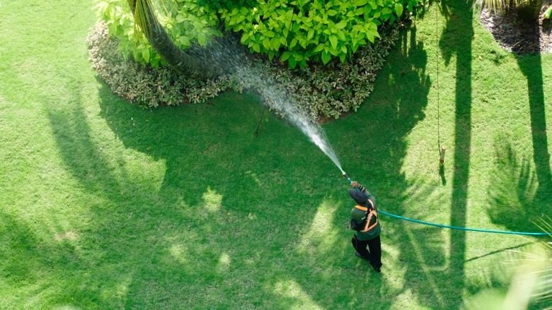 A overhead view of a person holding a hose watering plant beds and a green lawn.