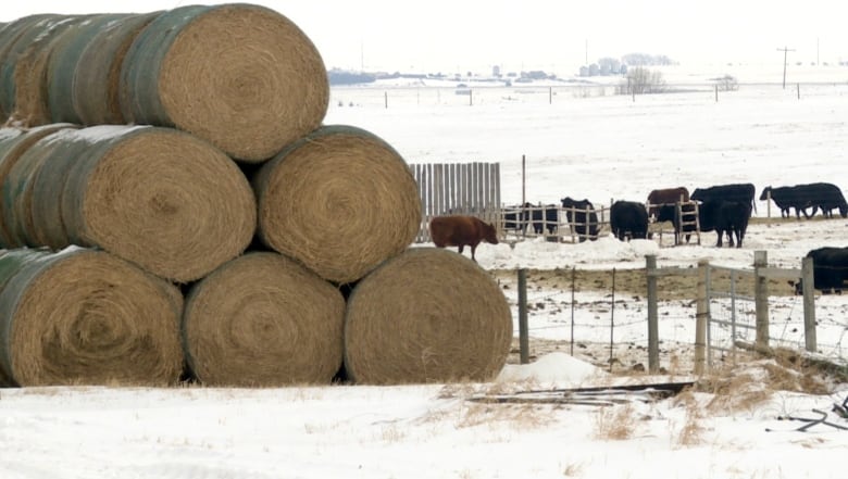 Hay bales sit in a field. 