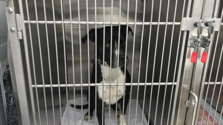 A dog sitting in a cage