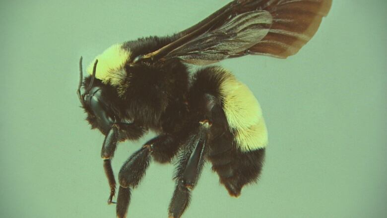 The American bumblebee