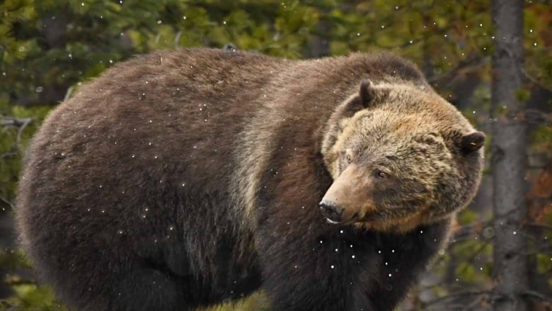 A close-up shot of a brown grizzly bear.