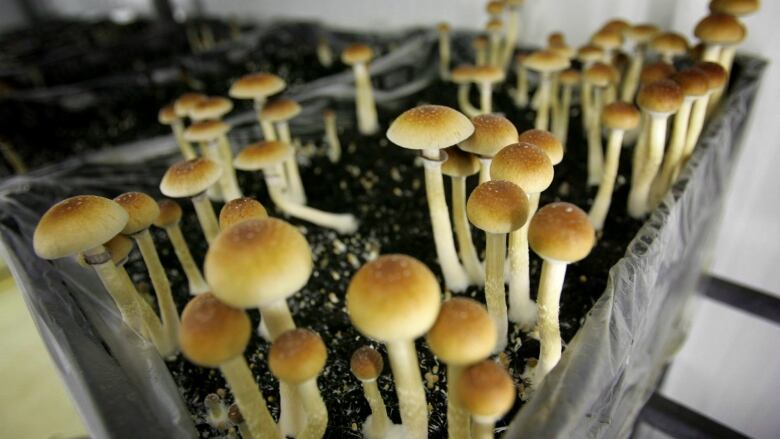 Psilocybin mushrooms are seen in a grow room at the Procare farm in Hazerswoude, central Netherlands. 