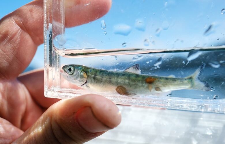 A human hand holds a glass container with a tiny fish inside