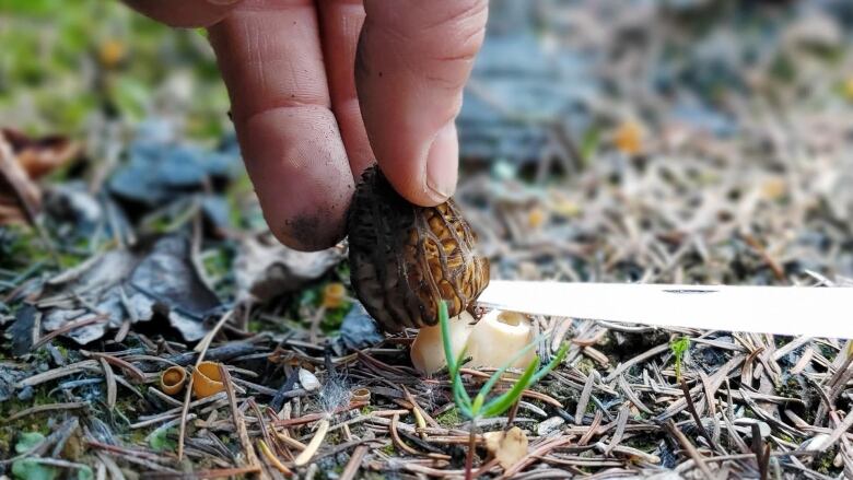 A person uses a blade to snip off a small mushroom from the ground.