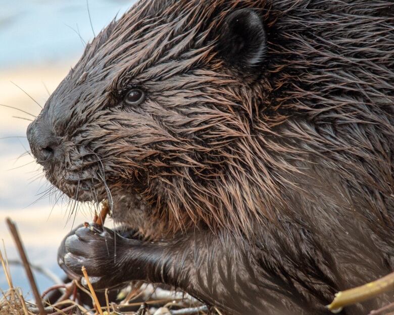 A beaver eating a branch.