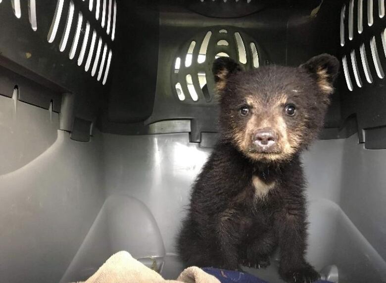 The killing of two young black bear cubs, as well as a decade-high number of bear deaths in B.C., have prompted Pacific Wild to renew calls for conservation officers to wear body cameras.