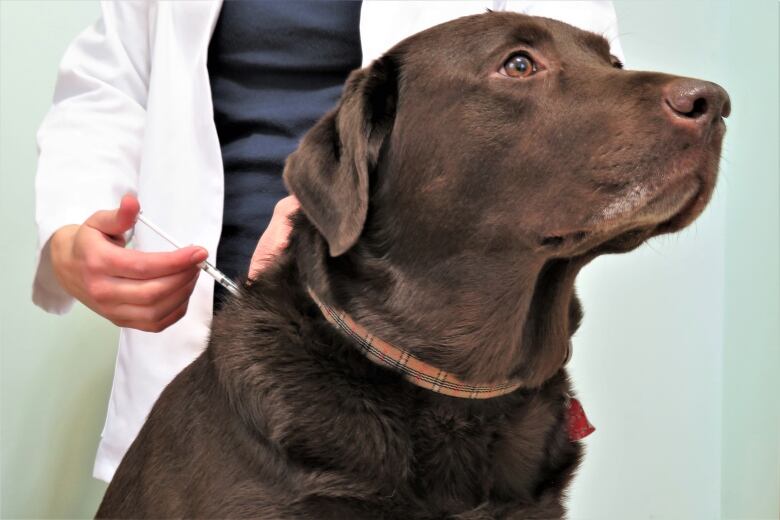 A veterinarian in a white lab coat administers a needle to a chocolate Labrador retriever dog.