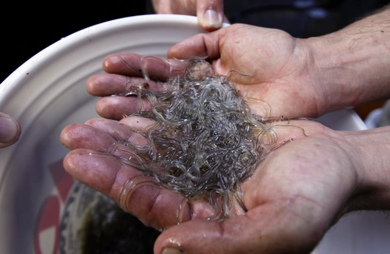 hundreds of tiny eels held in cupped hands.