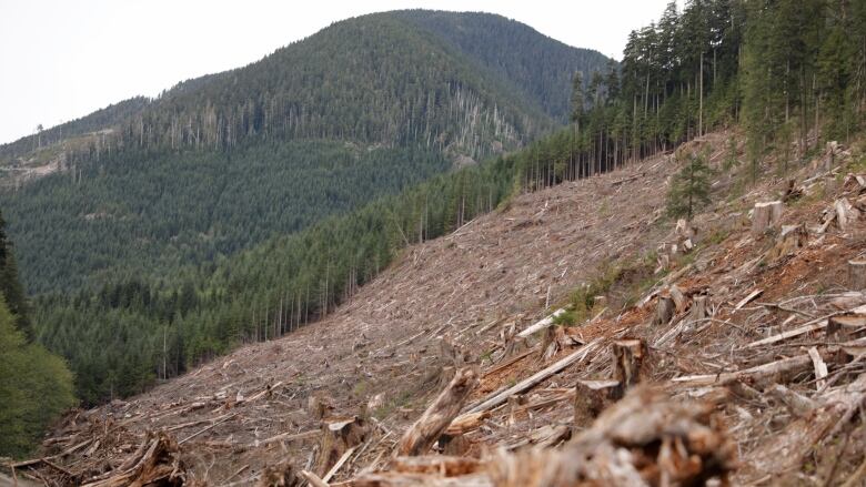 An area of forest is seen with wood debris as all trees have been cut down.