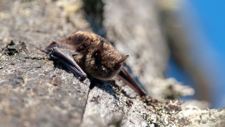 A bat on a rock