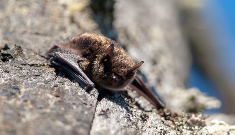 A bat on a rock