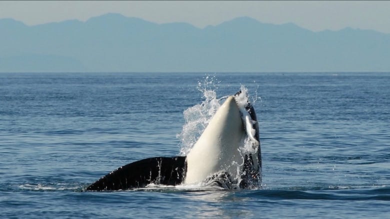 A killer whale breaks through the water in the ocean off B.C.'s coast.