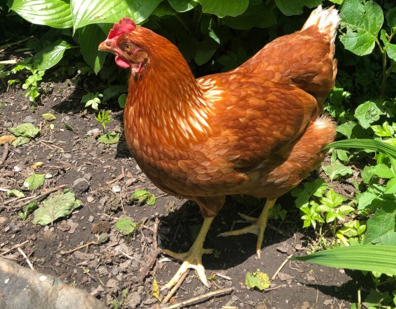 Backyard chicken