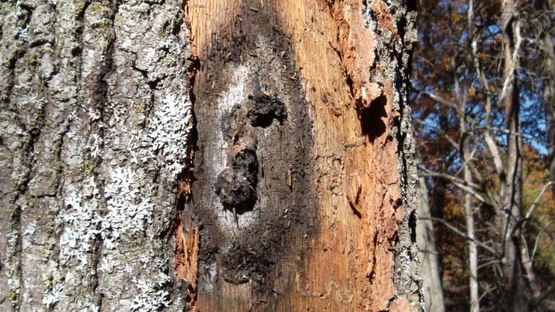 Fungus on a tree.