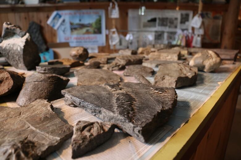 Several types and sizes of fossil are seen on a table