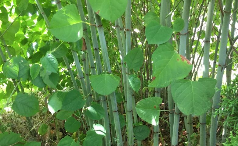 A crowd of bamboo-like stems with big leaves on them