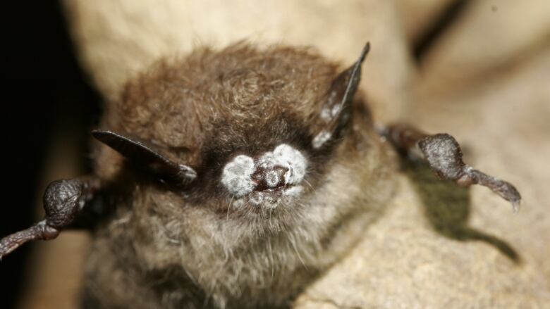 A small brown bat with a furry white fungus on its nose is pictured.