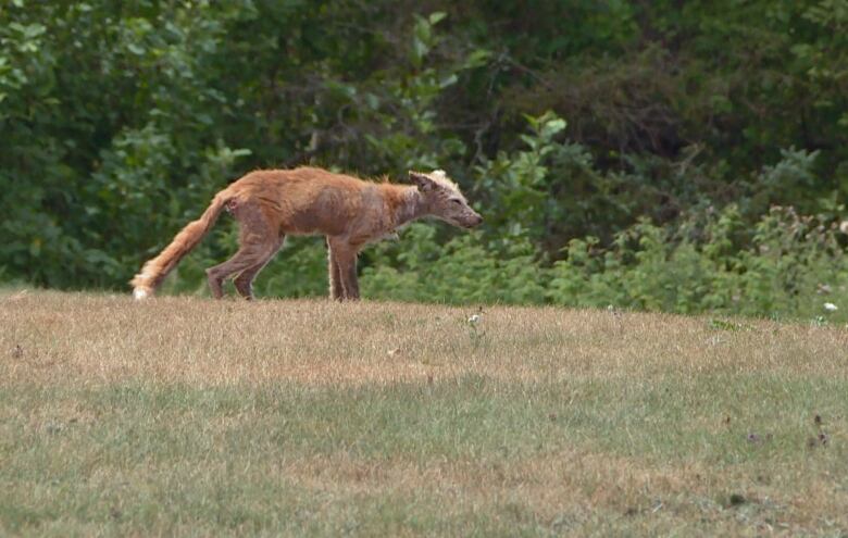 A skinny fox standing in a field with matted and missing fur