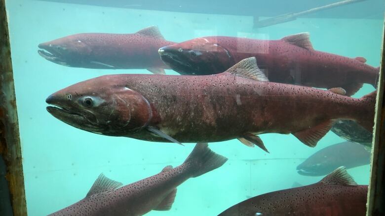 A group of swimming chinook salmon seen through a window.