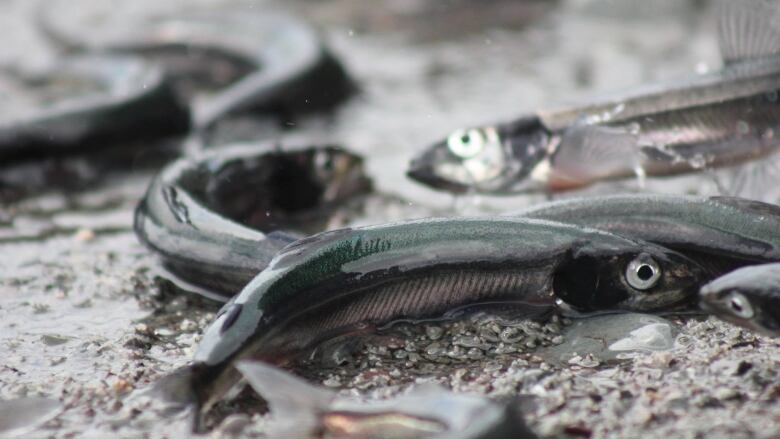 Tiny fish lay on a sandy beach. 