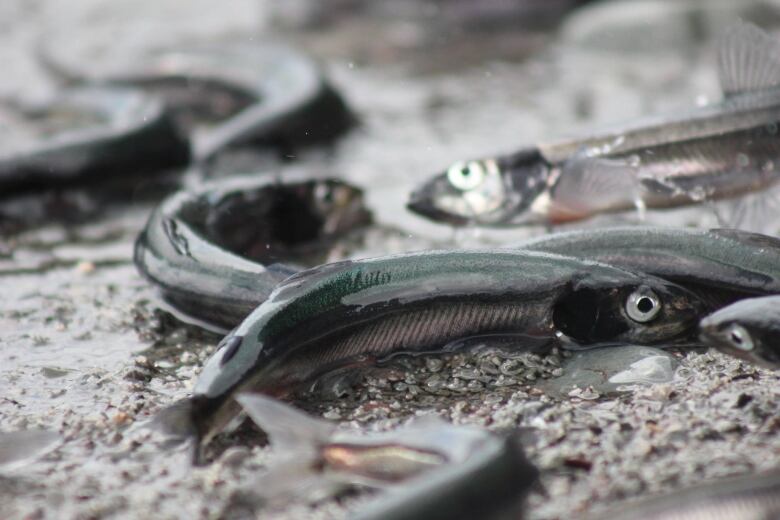 Tiny fish lay on a sandy beach. 