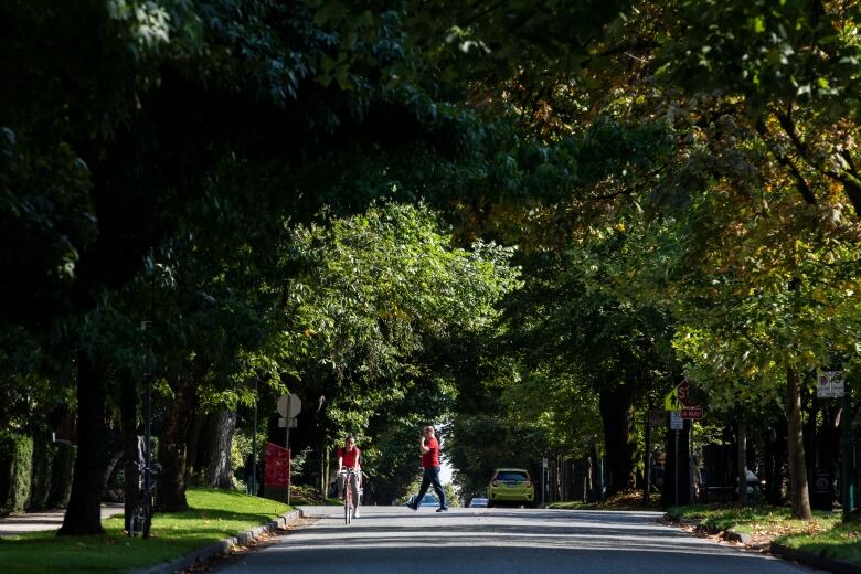 A street lined with large, leafy trees.