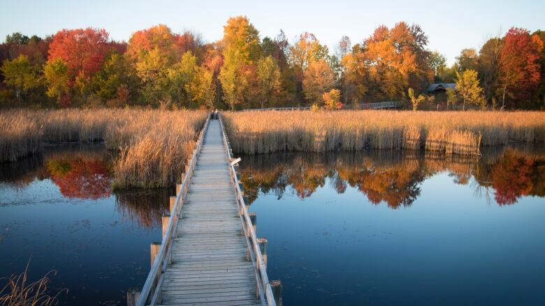 A wooden boardwalk in a marshy area in fall colour.