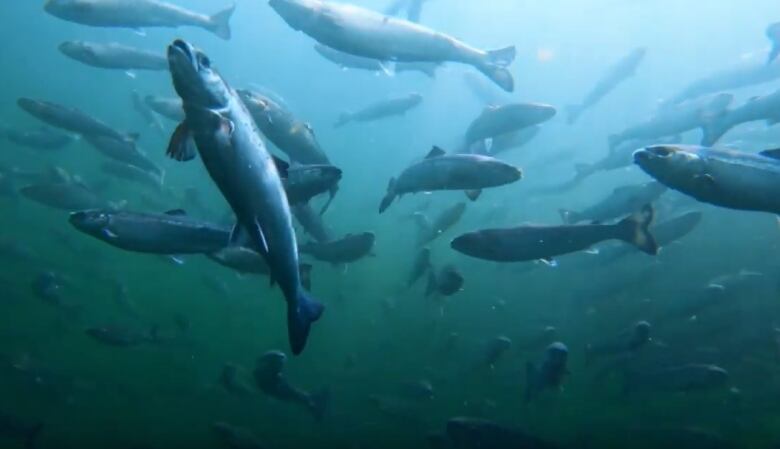 An underwater photo showing several salmon fishing in blue water.