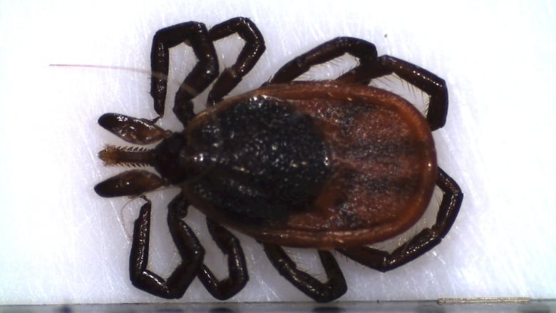 A close up is shown of a small spider animal with black legs. 