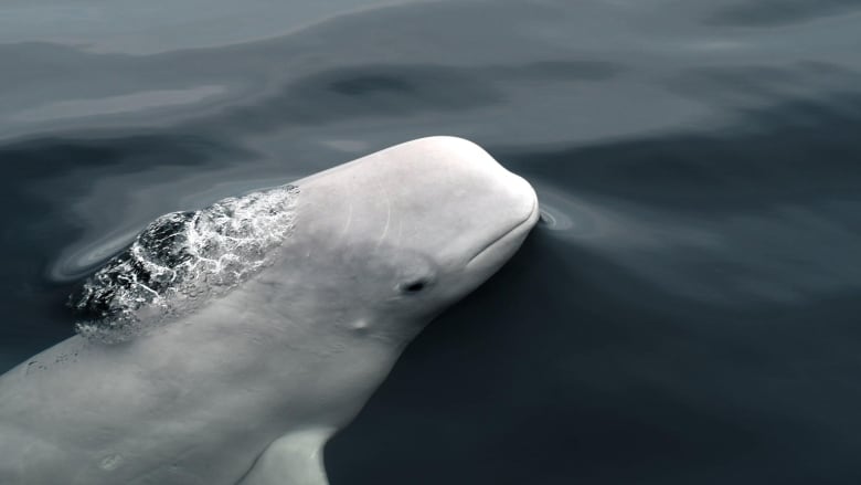 Beluga surfacing