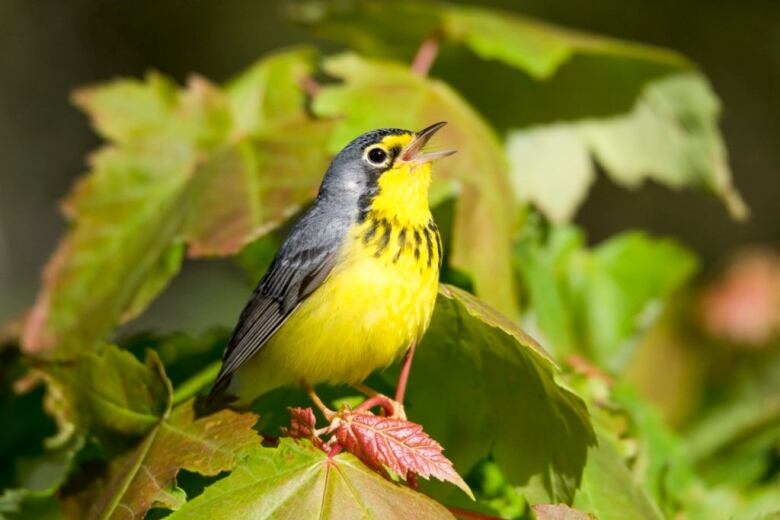 A small yellow and black bird sits on a tree branch