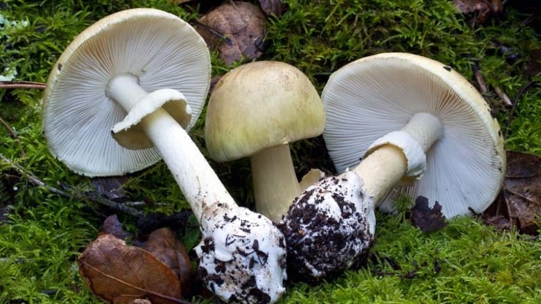 Three mushrooms lie side-by-side on moss. The mushrooms have white dome-shaped tops with white gills underneath.