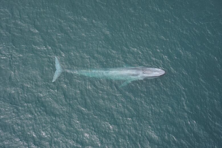 A tagged blue whale surfaces off the coast of California in Monterey Bay. 