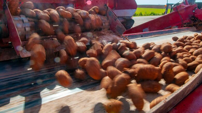 Seed potatoes tumble out of the truck and onto a conveyor belt at a P.E.I. farm in the fall 2019.