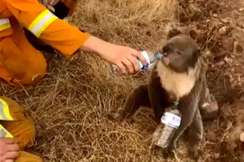 A koala drinks from a water bottle offered by a firefighter.