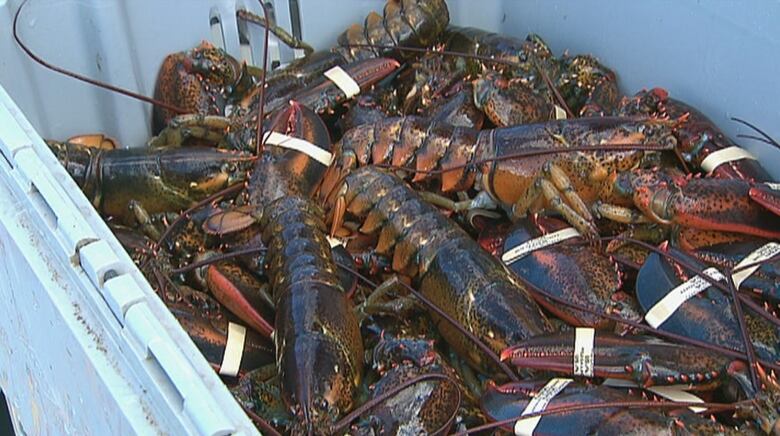 dozens of live lobsters in a blue box