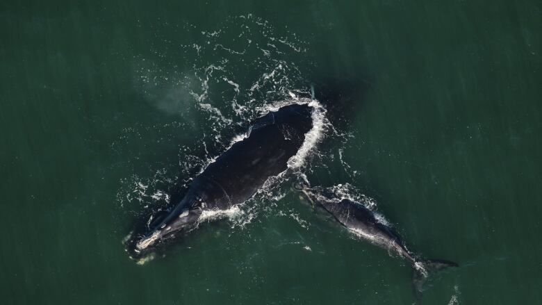 An overhead view of a large grey whale and small gray whale at the surface of deep green sea water.