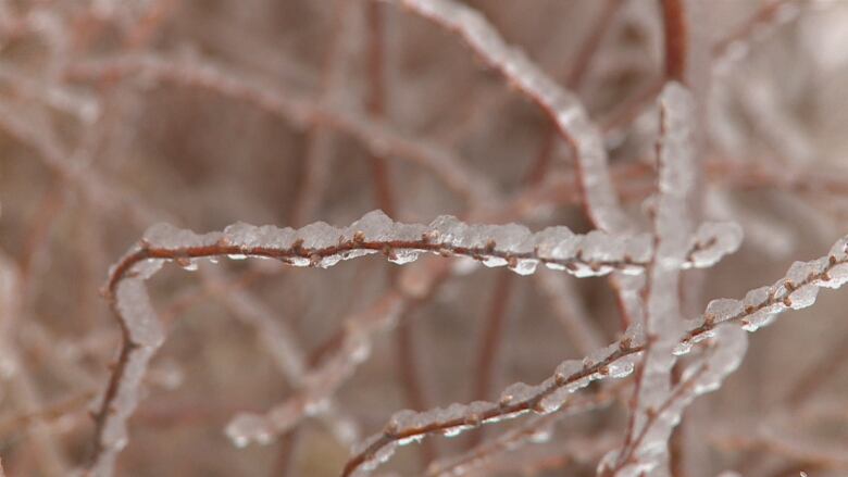 A close up photo of a few ice covered branches.