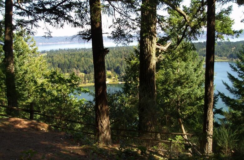 Photo is taken from a forest. Through the evergreen trees you can see ocean and small islands. 