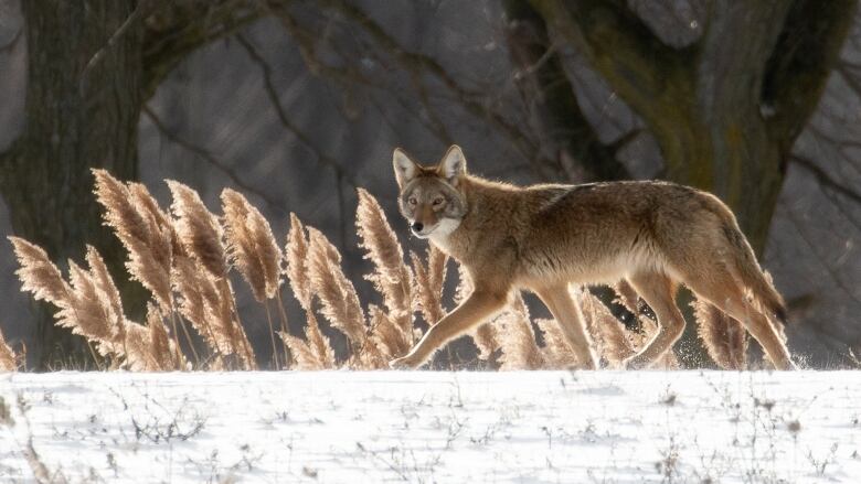 From a distance, a coyote walks along a snowy embankment with wheat sheafs blowing in the background. 